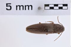 Melanotus prasinus (Blatchley, 1910)